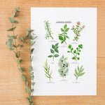 Garden Herbs Postcard - A6