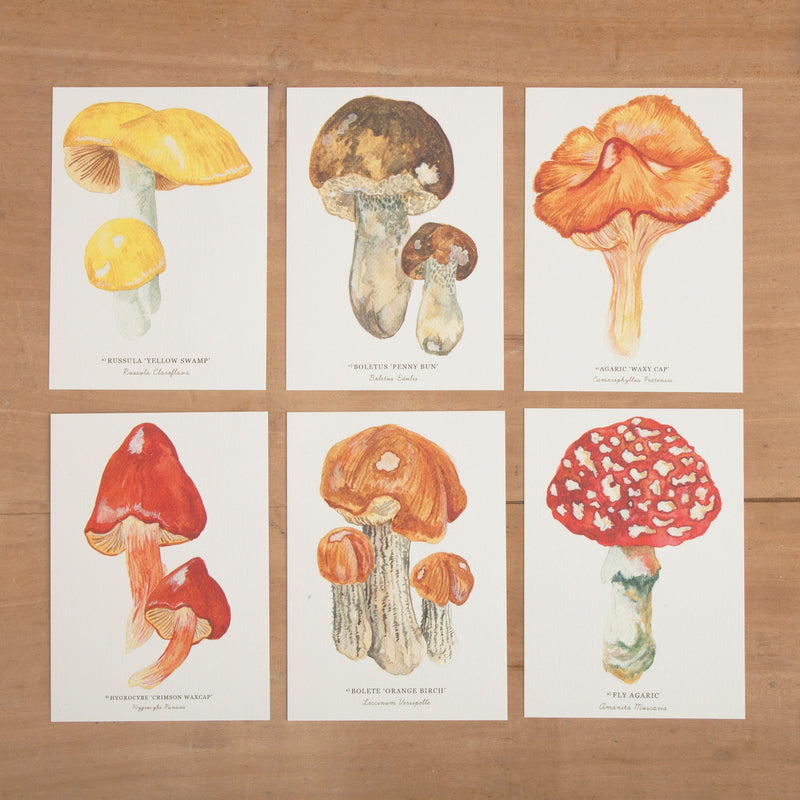 Mushrooms & Toadstools Notelets - Pack of 6