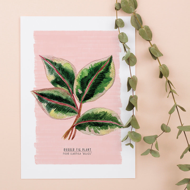 Rubber Fig Plant Illustrated Digital Print - A4