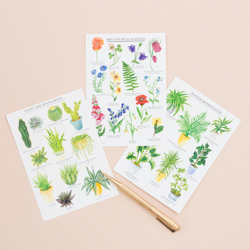 Cacti & Succulents Postcard  - A6