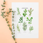 Garden Herbs Illustrated Giclée Print -30x40cm