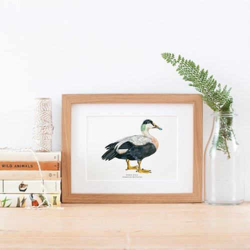 Eider Duck Illustrated Giclée Print - 18 x 24 cm