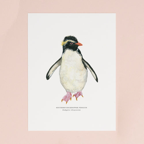 Rockhopper Penguin Illustrated Giclée Print - 18 x 24 cm