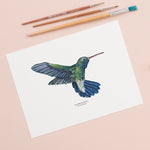 Hummingbird Illustrated Giclée Print - 18 x 24 cm