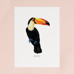 Toucan Illustrated Giclée Print - 18 x 24 cm