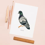 Pigeon Illustrated Giclée Print - 18 x 24 cm